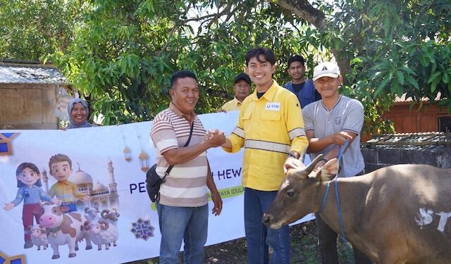 Perkuat Hubungan Sosial, STM Distribusikan 11 Ekor Sapi untuk Masyarakat Dompu