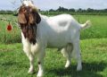 Kambing Ternak Penopang Ekonomi Rakyat