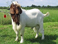 Kambing Ternak Penopang Ekonomi Rakyat
